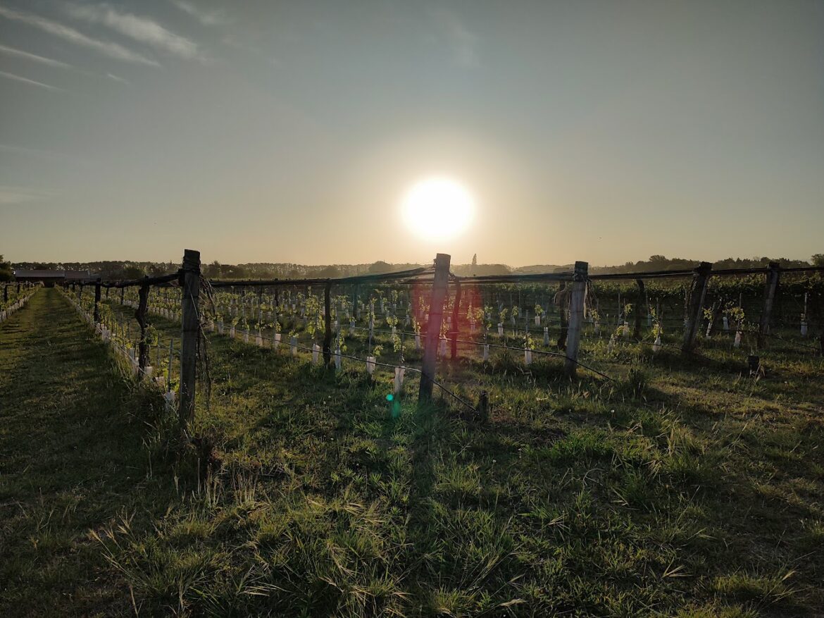 The wines emerging from Argentina’s Cordoba The wines emerging from Argentina’s Cordoba