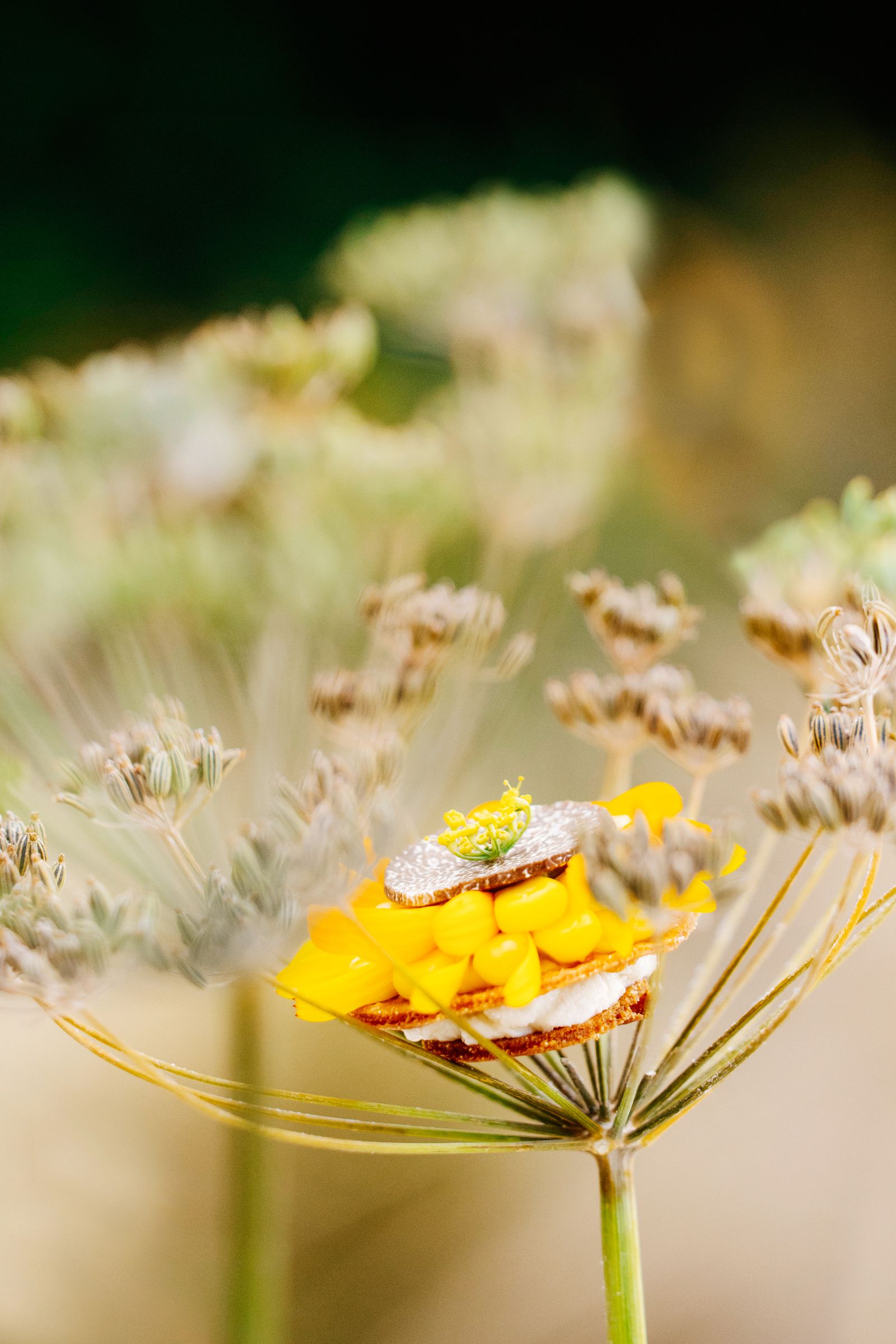 Image may contain Flower Plant Pollen Apiaceae and Petal