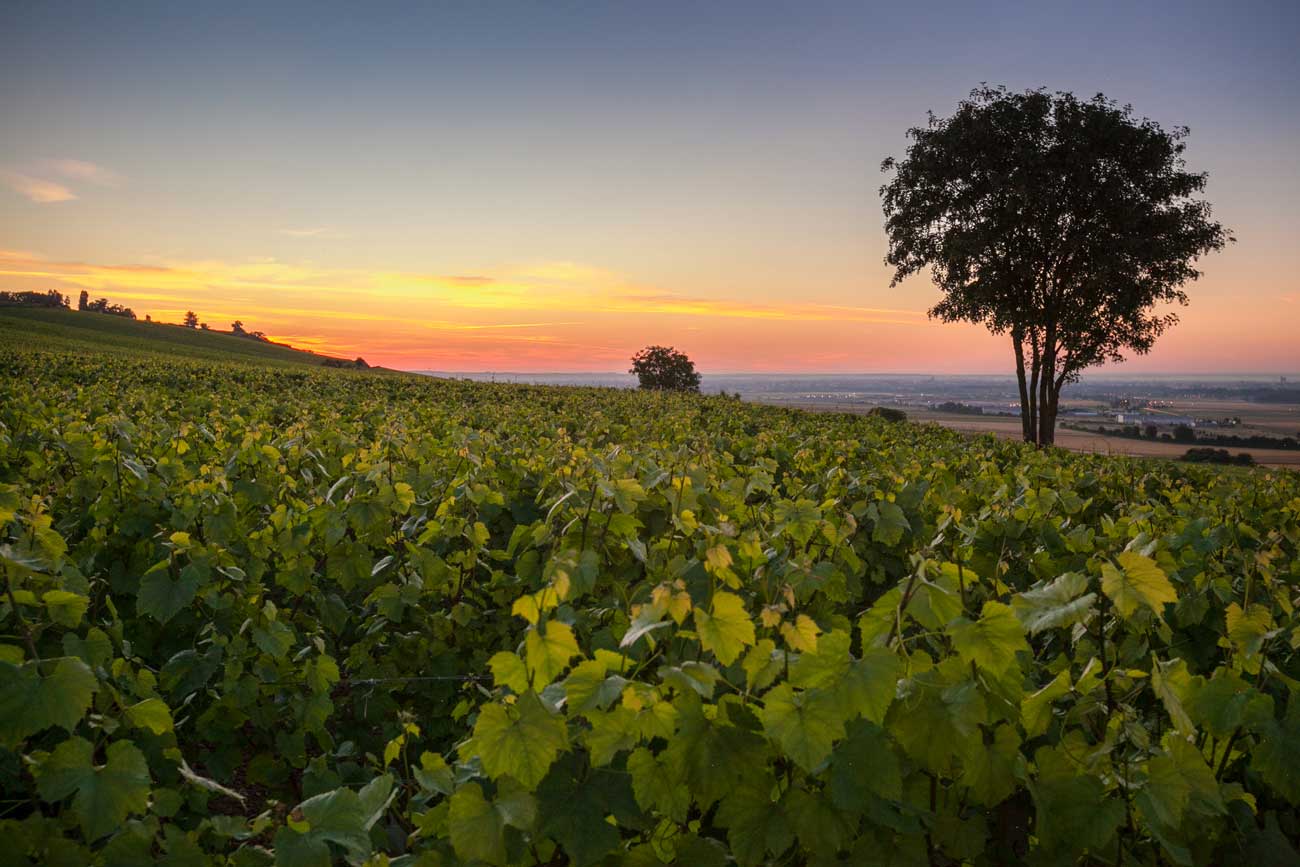 Vineyards in Montgueux