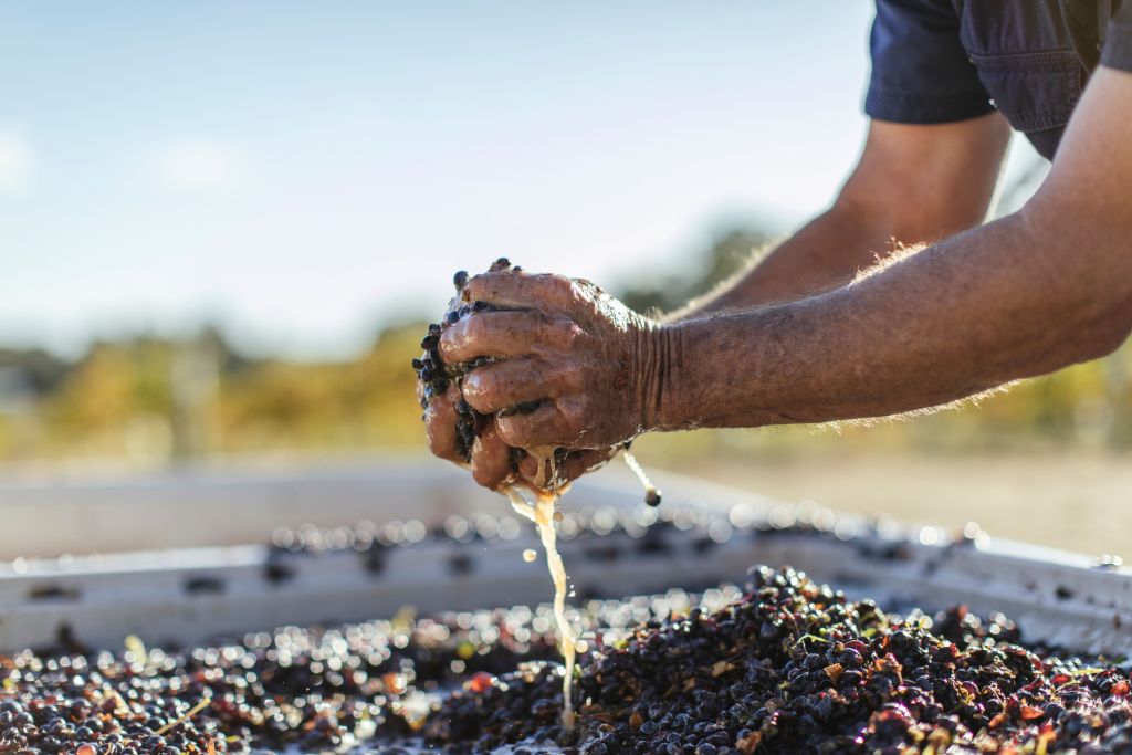 National vintage report reveals “problematic” rise in red winegrape crush National vintage report reveals “problematic” rise in red winegrape crush