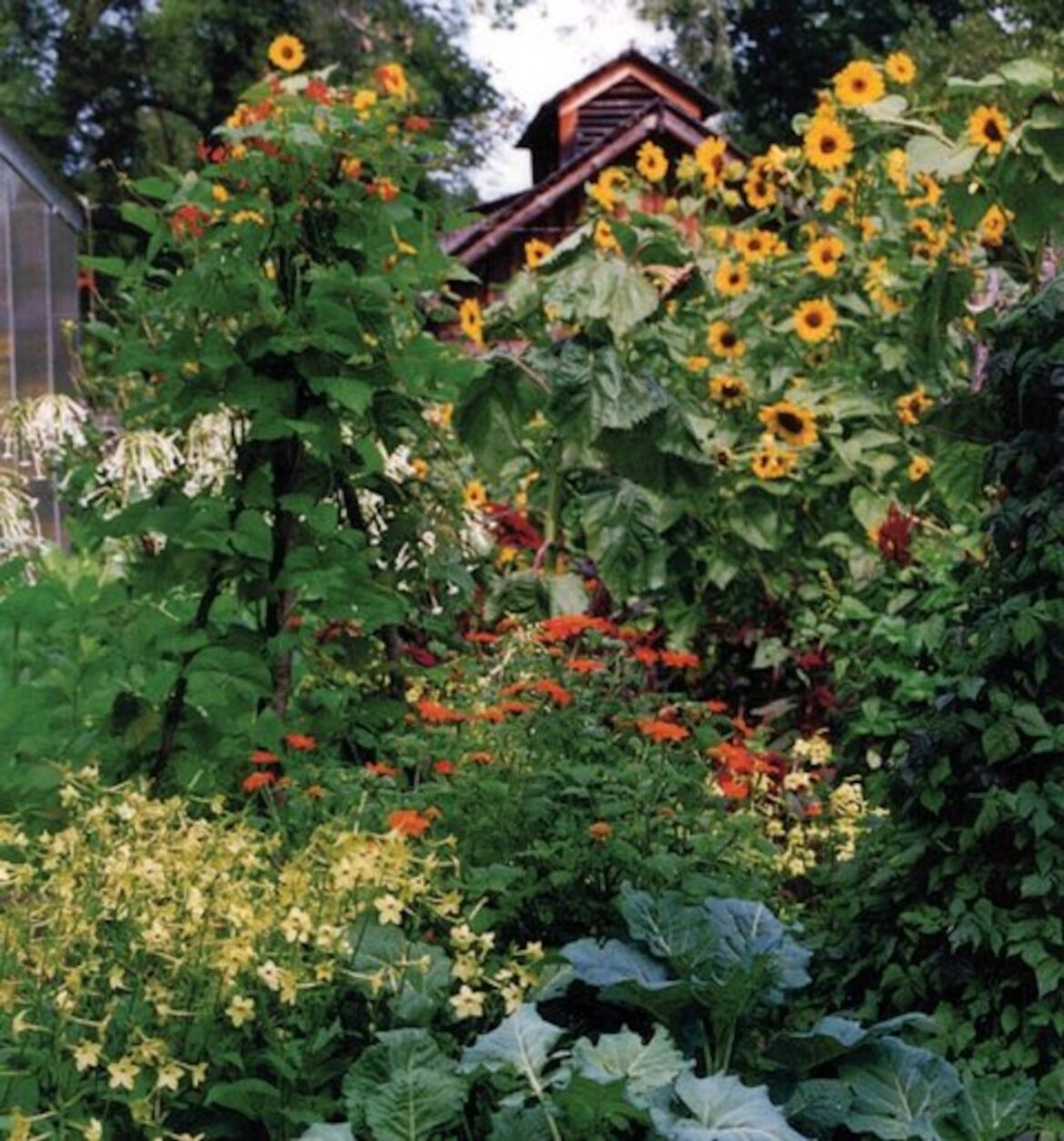 Garden Notes: July 2, 2025 Mostly Sunny