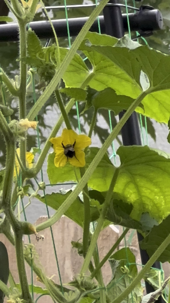 Anyone else like watching bees pollinate your garden?