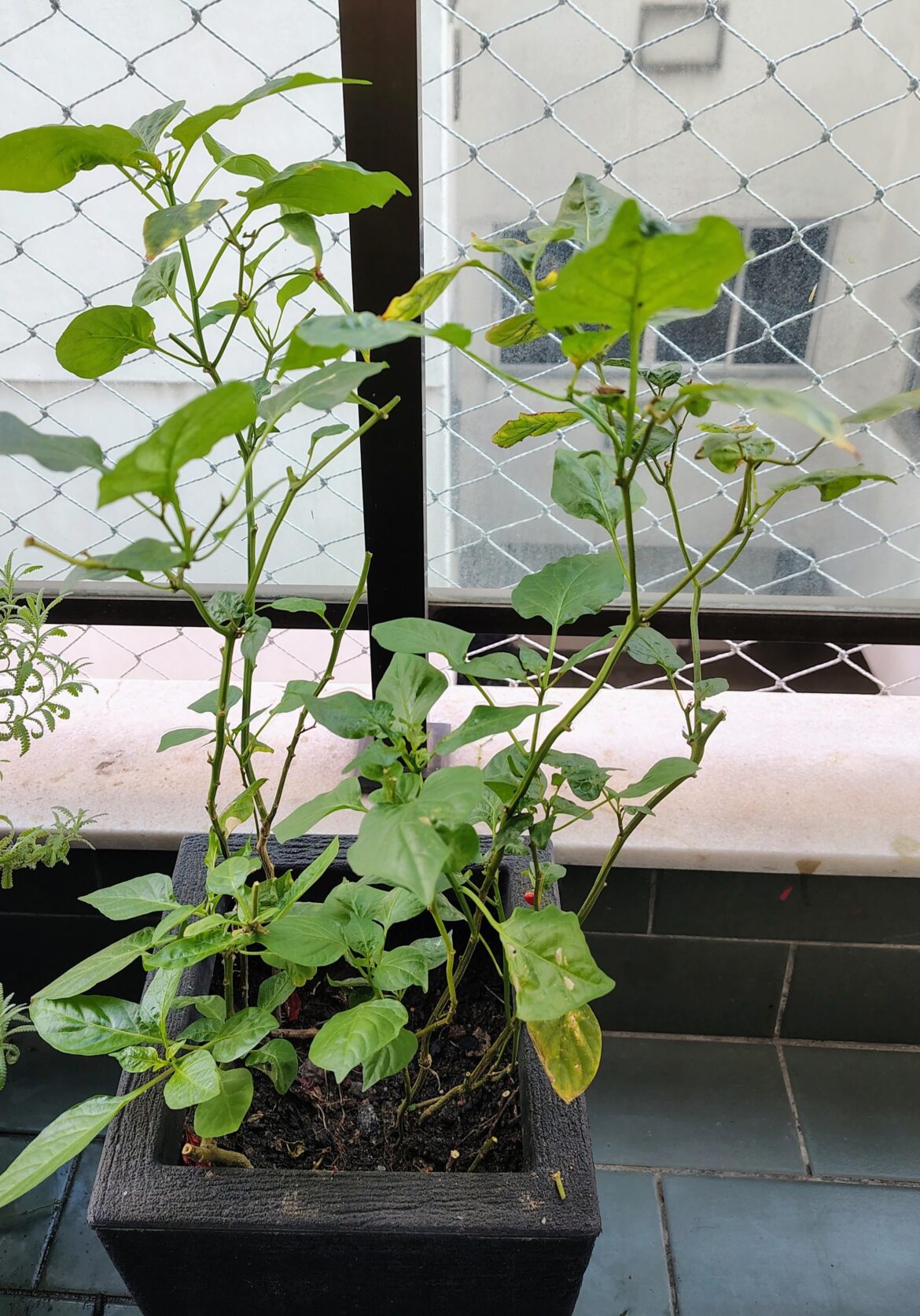 Should I trim these taller stalks? Should I trim these taller stalks?