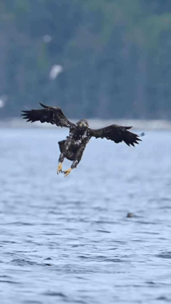 🔥This juvenile bald eagle double clawing them fish