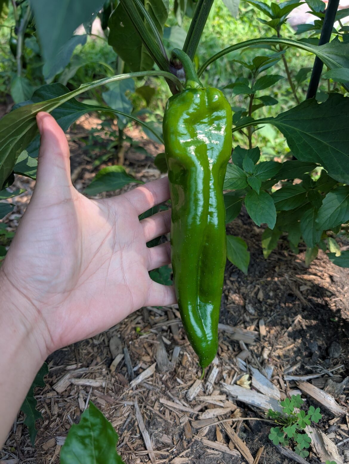 Waiting patiently for my first Anaheims to ripen