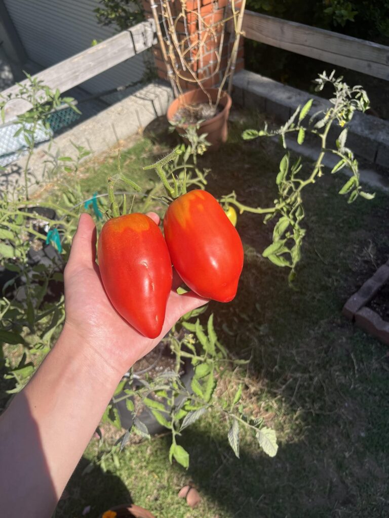 A pair of beautiful San marzanos