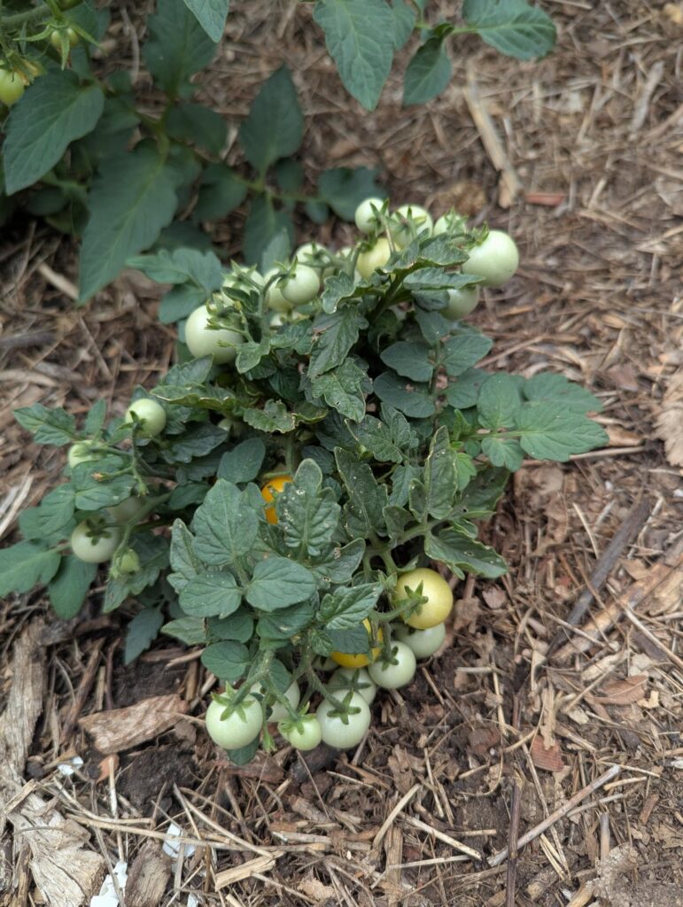 My very unpruned and chaotic tomato plants are growing wild.