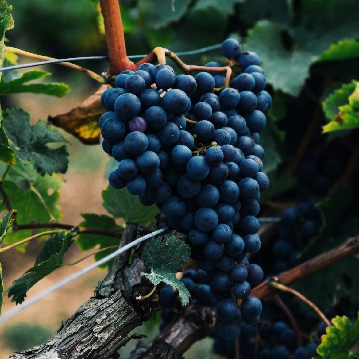 Greek Wines Masterclass at The Maldron