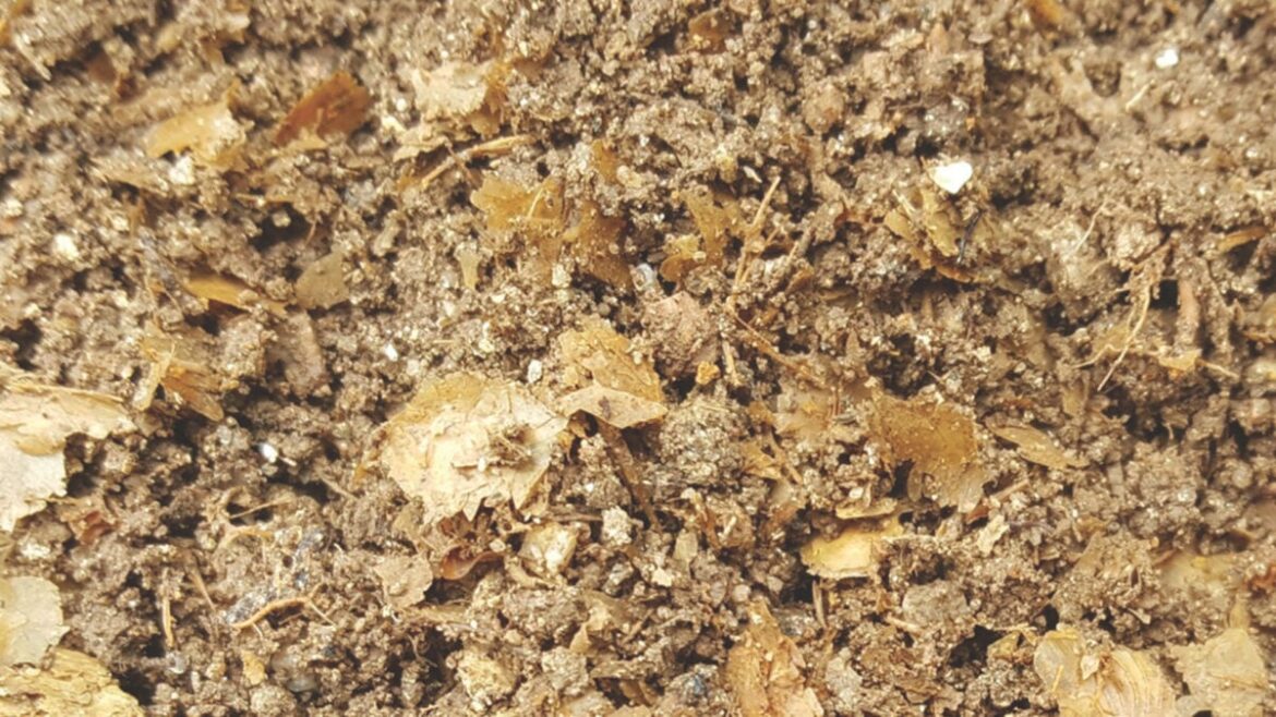 Ancient DNA Unlocks the Secret Recipe of Roman Fish Sauce