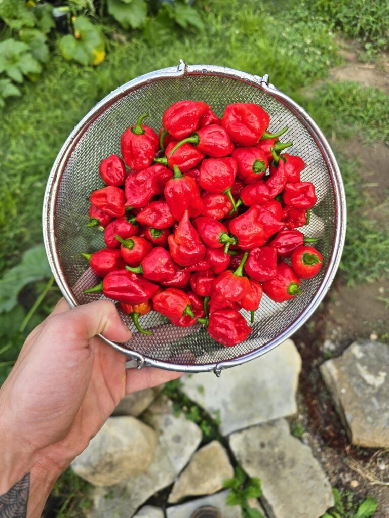 First harvest this season form 2YO bush