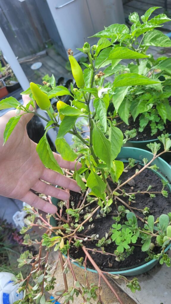 What kind of pepper is this