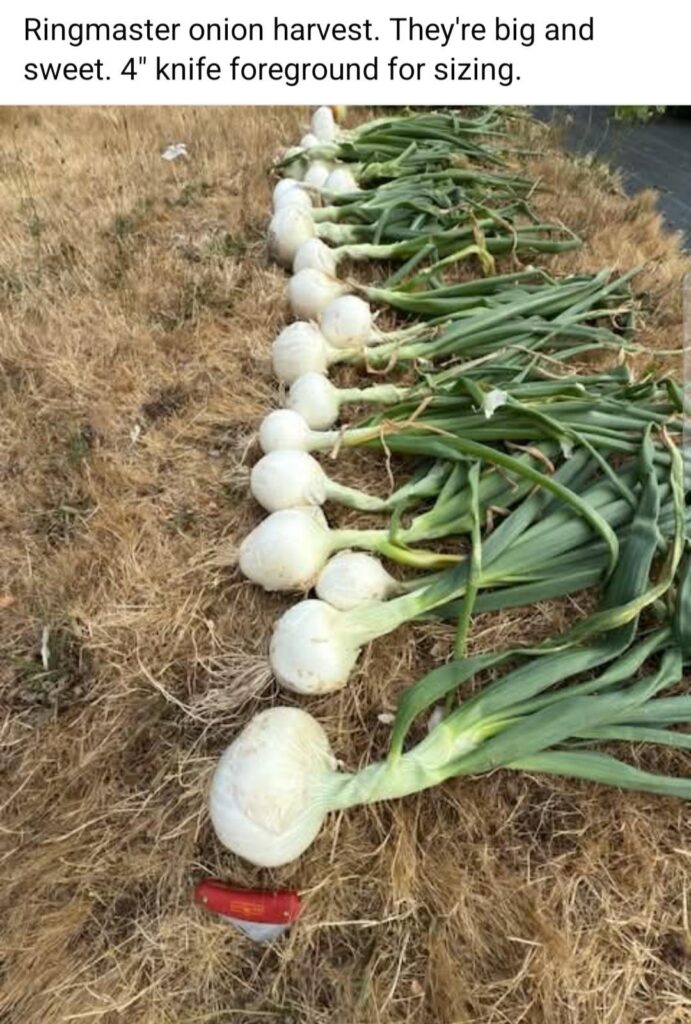 From my local Facebook gardening page