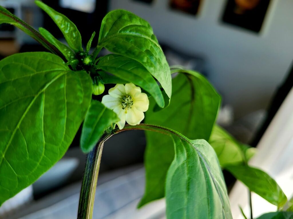 First time growing peppers