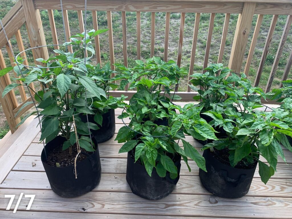 pepper update!