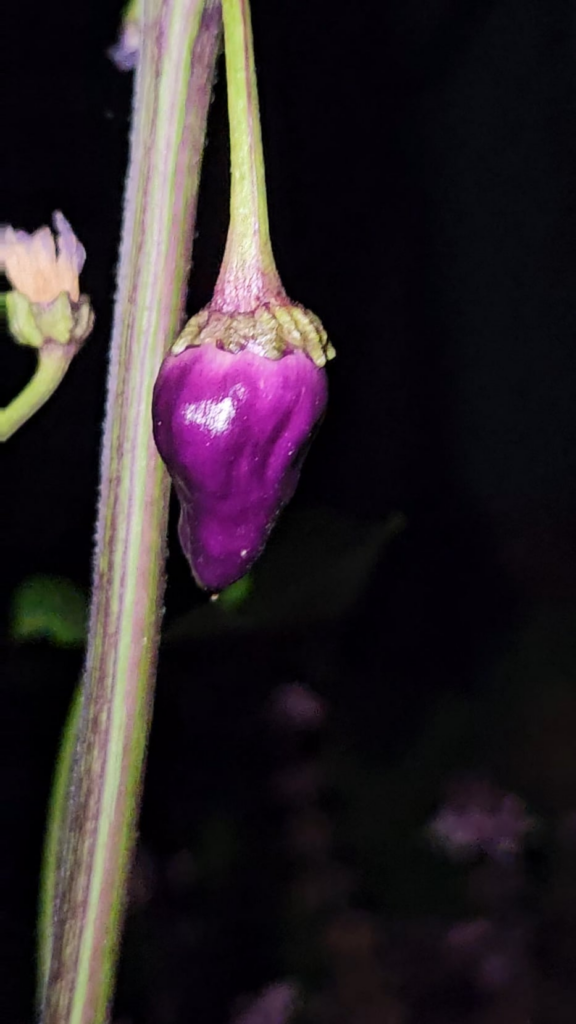 Proud of my first two Purple Ufo peppers!