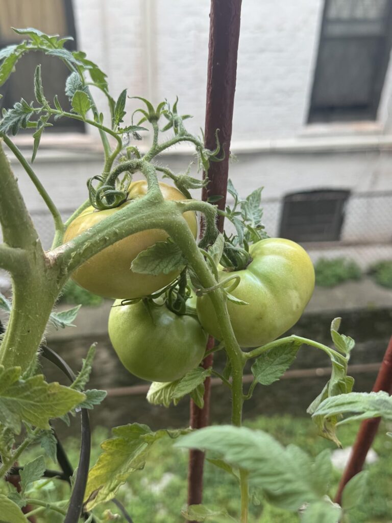 my very first blushing tomato!