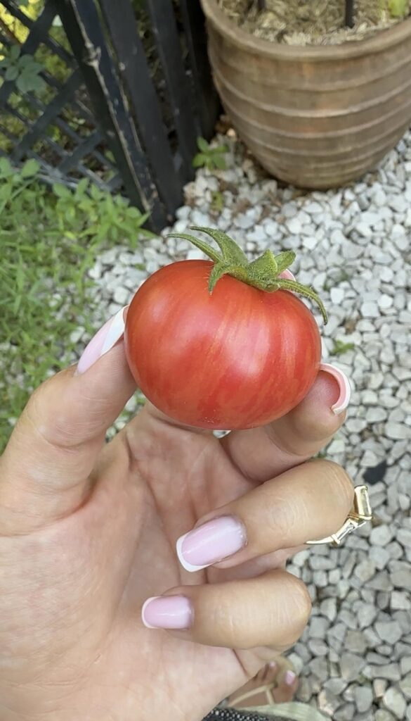 First tomato from the garden!!!