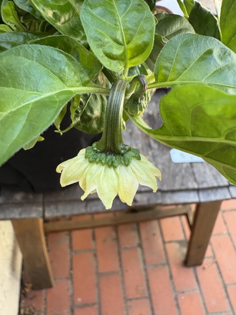 Mutated flower bloomed