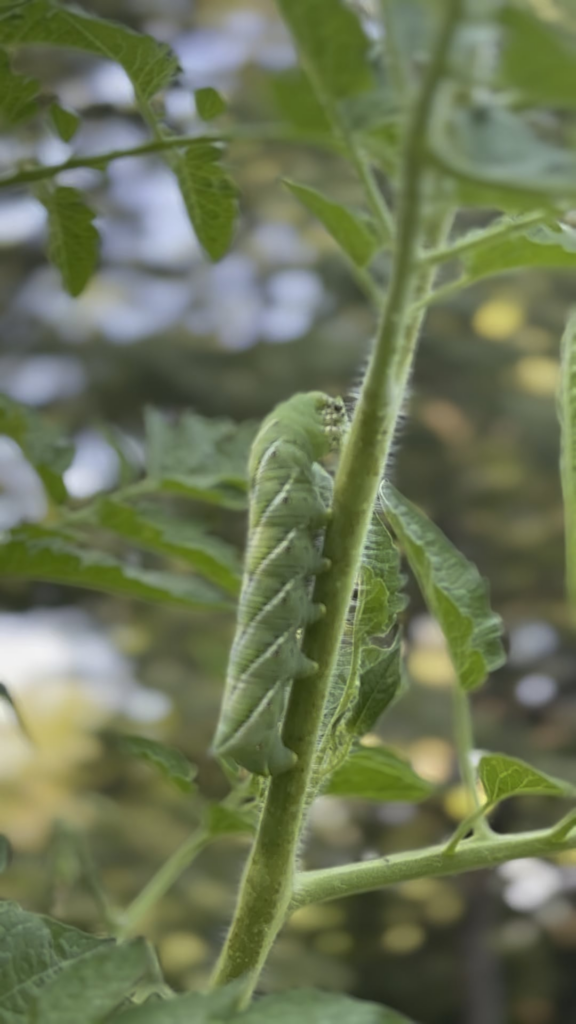 How can they be so big and so elusive?!?