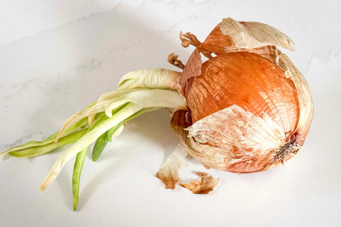 Is it Safe to Eat Sprouted Onions, and Do You Really Want Them in Your Recipe? Yahoo lifestyle home