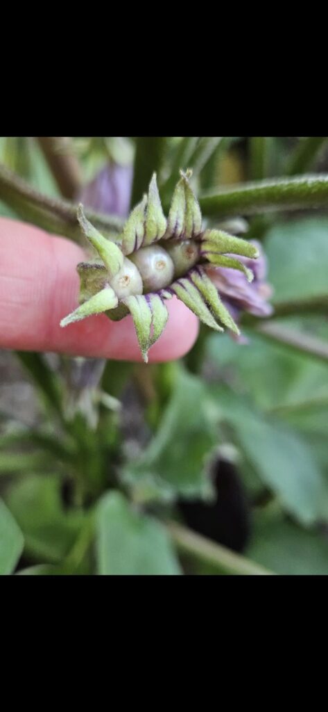 You all seem very interested in my triple eggplant so here's an update (it's growing fast)