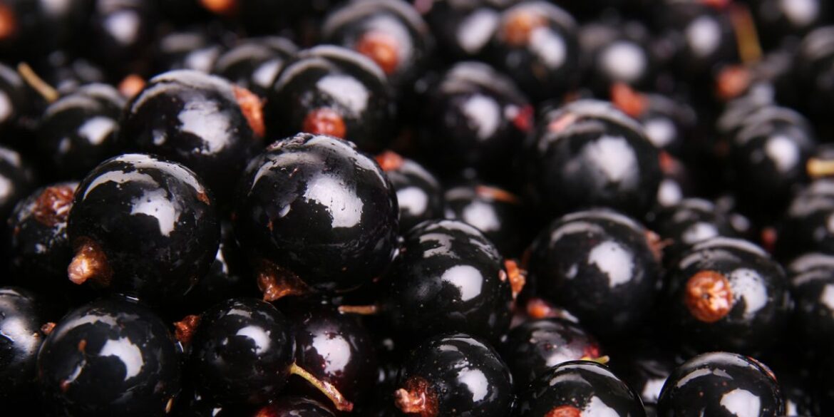 Why Blackcurrant Extract Is the Natural Performance Booster Athletes Are Using Now
