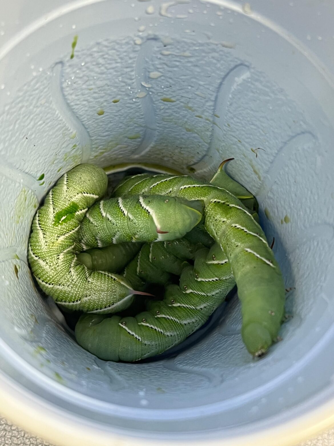 Traumatized Traumatized