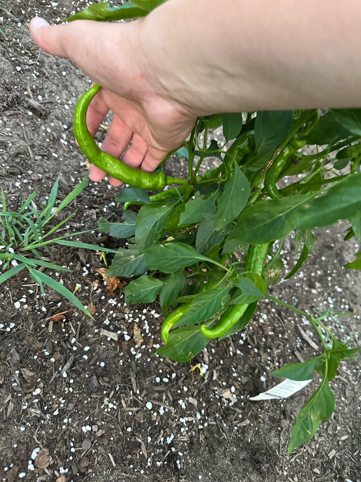 Are these cow horn ready?