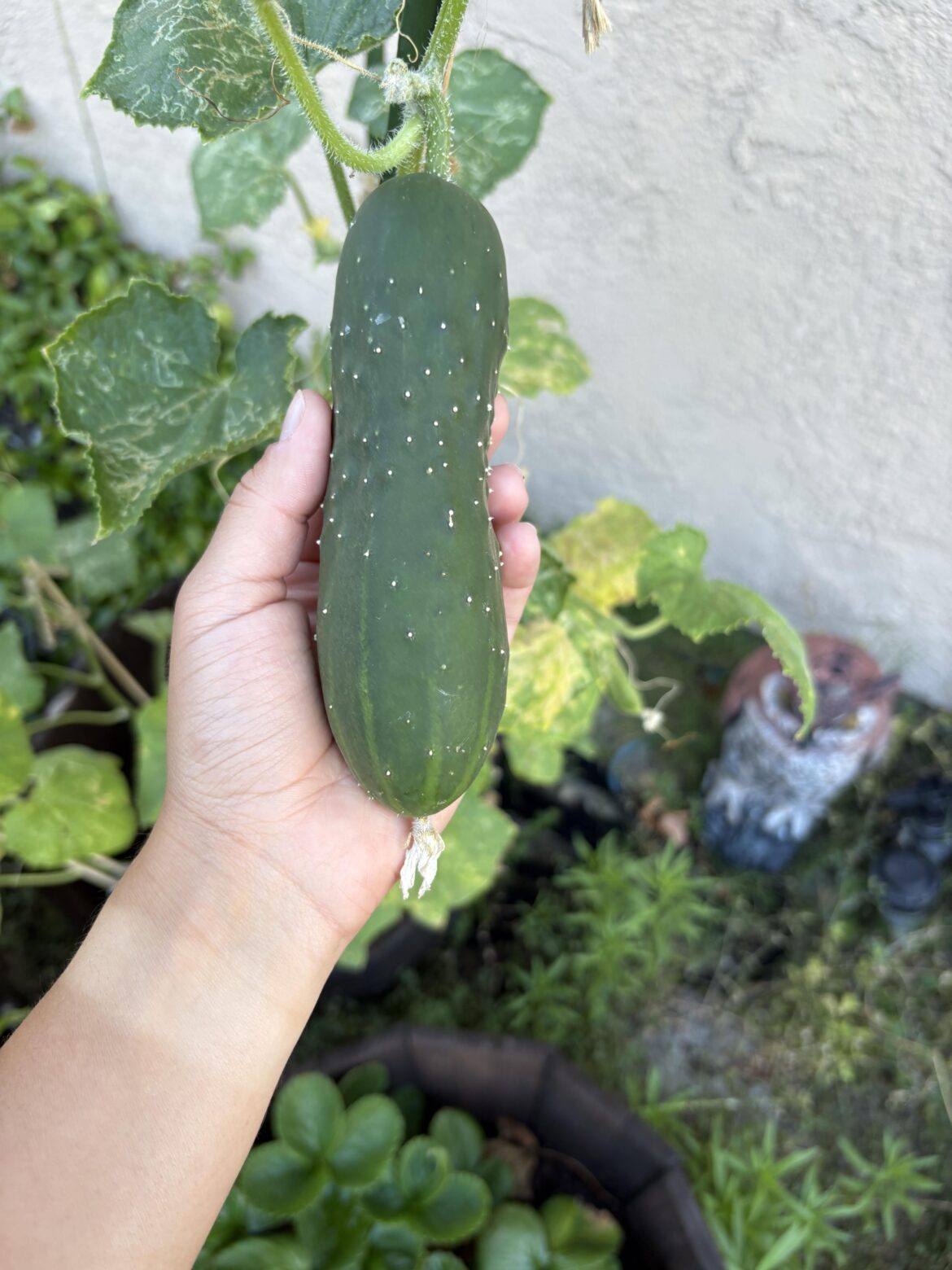 My first cucumber