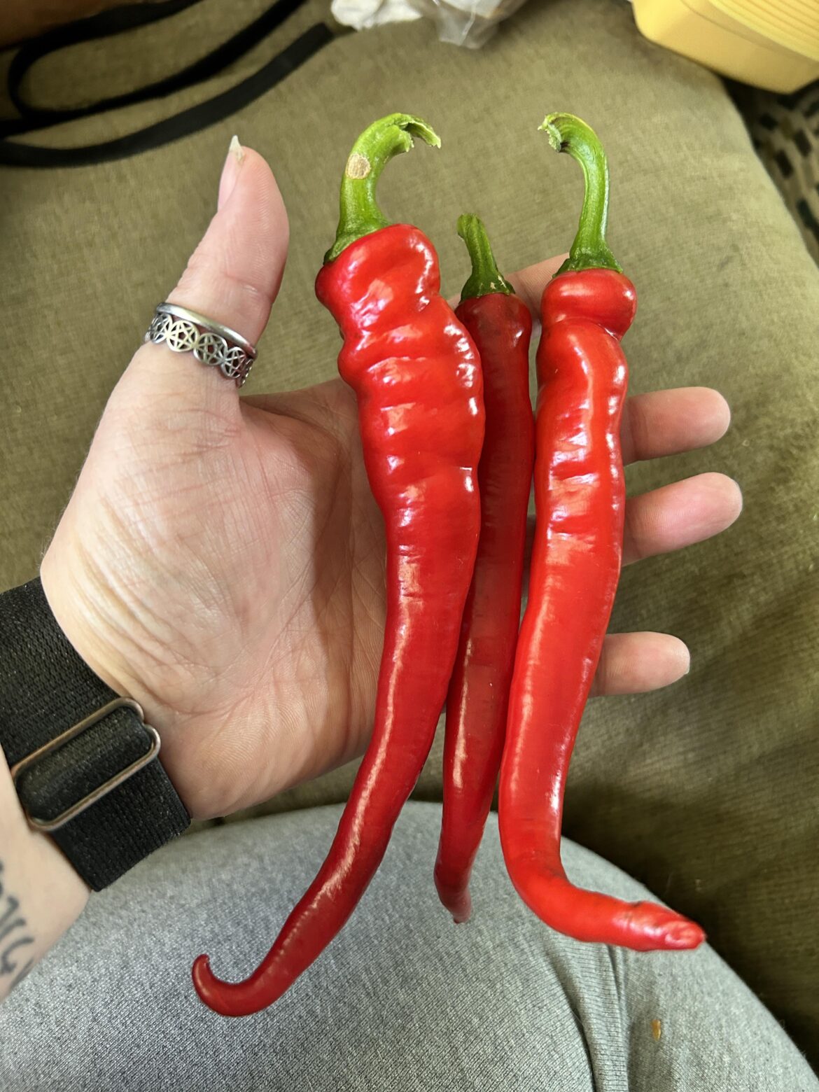 Are these really cayennes? I’ve never had them grow this big…
