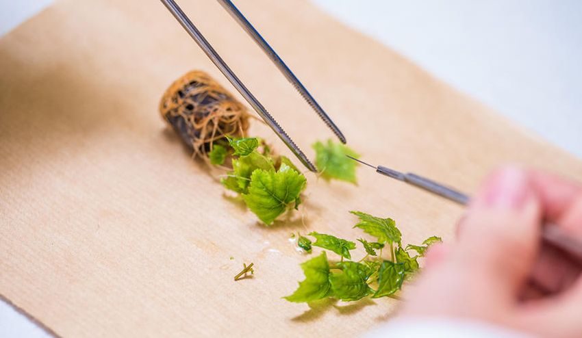 A researcher collecting a sample from a grape vine