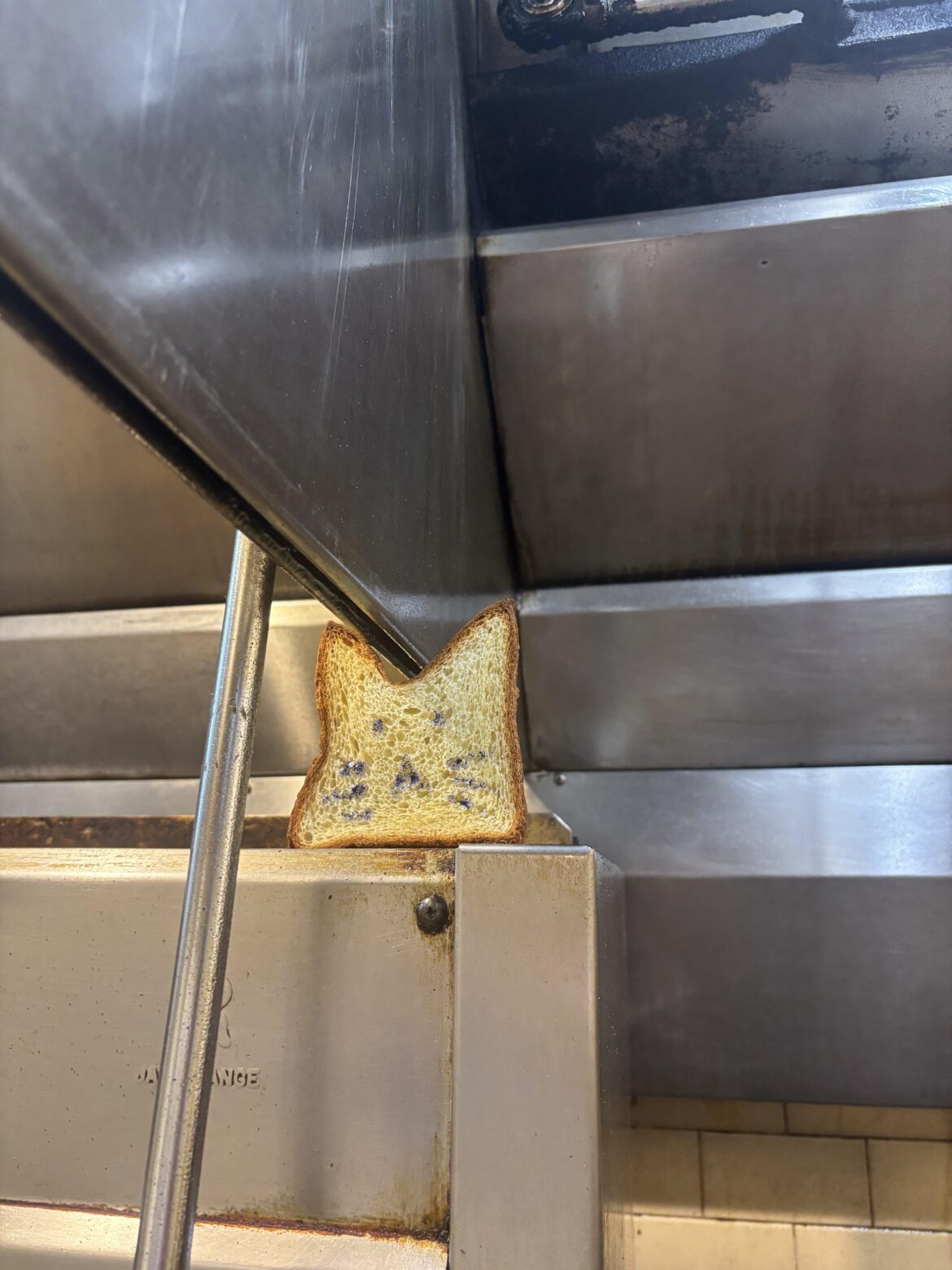 Bread cat oversees all