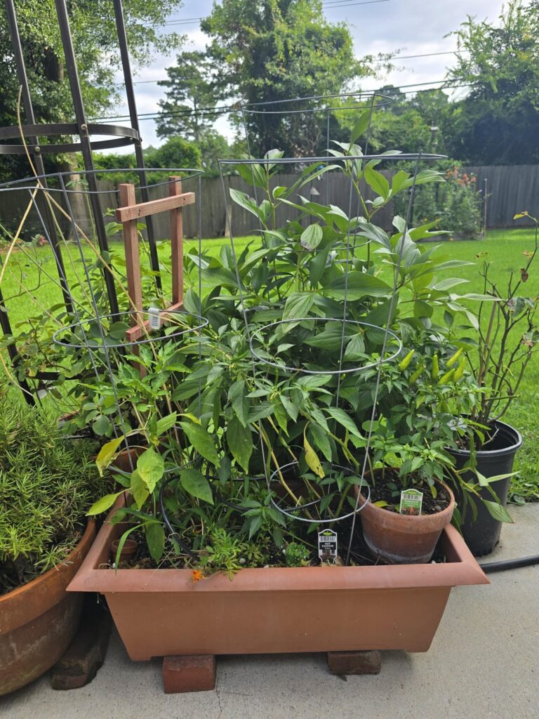 I have lots of peppers