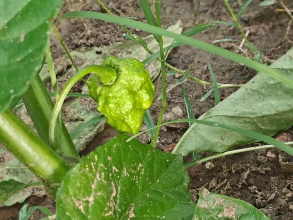 Any ideas on what these are?