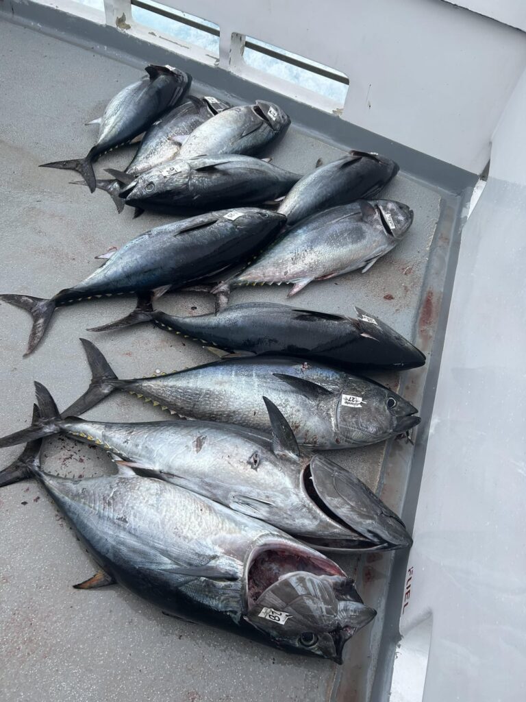 Bluefin from ocean to table