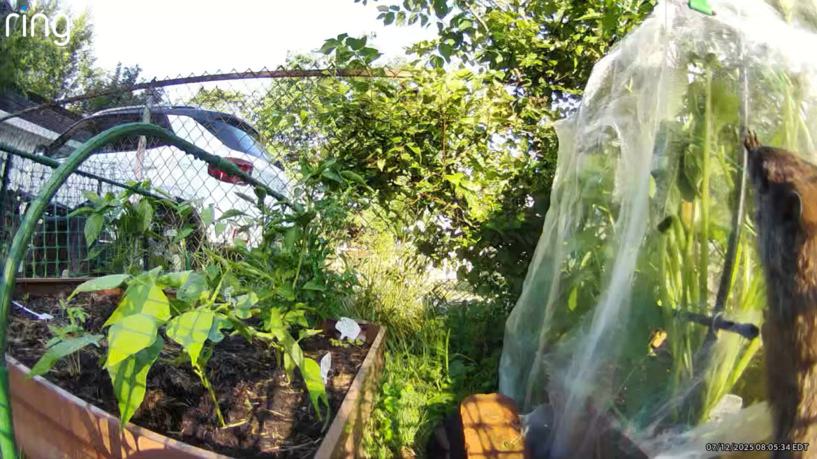 Never have seen a groundhog in my urban neighborhood until I started gardening.