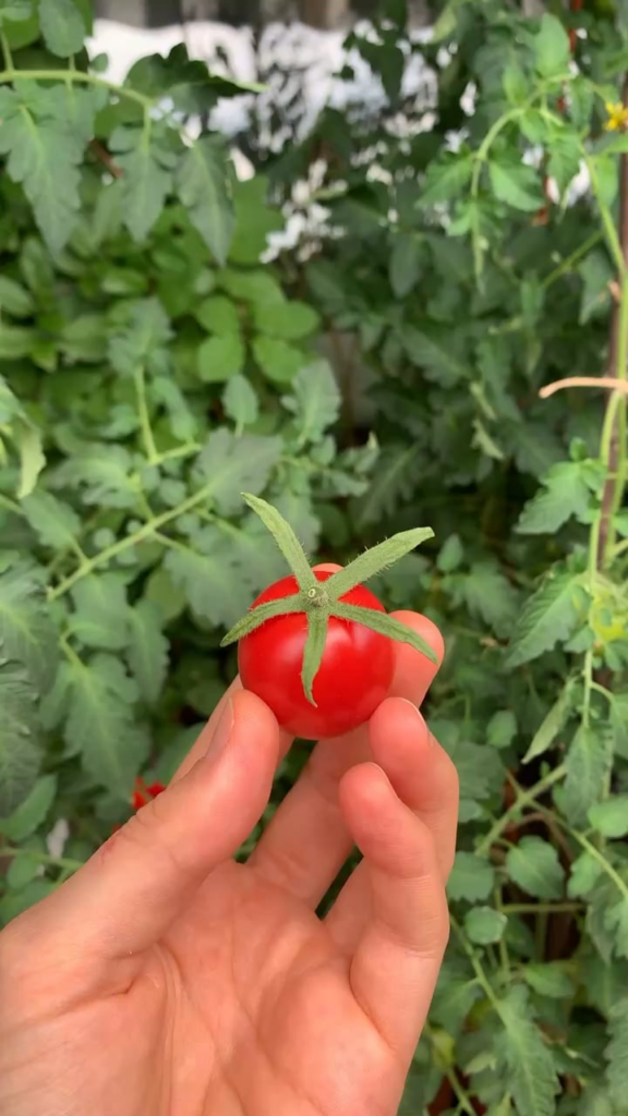 first ever tomato from seed 🥹
