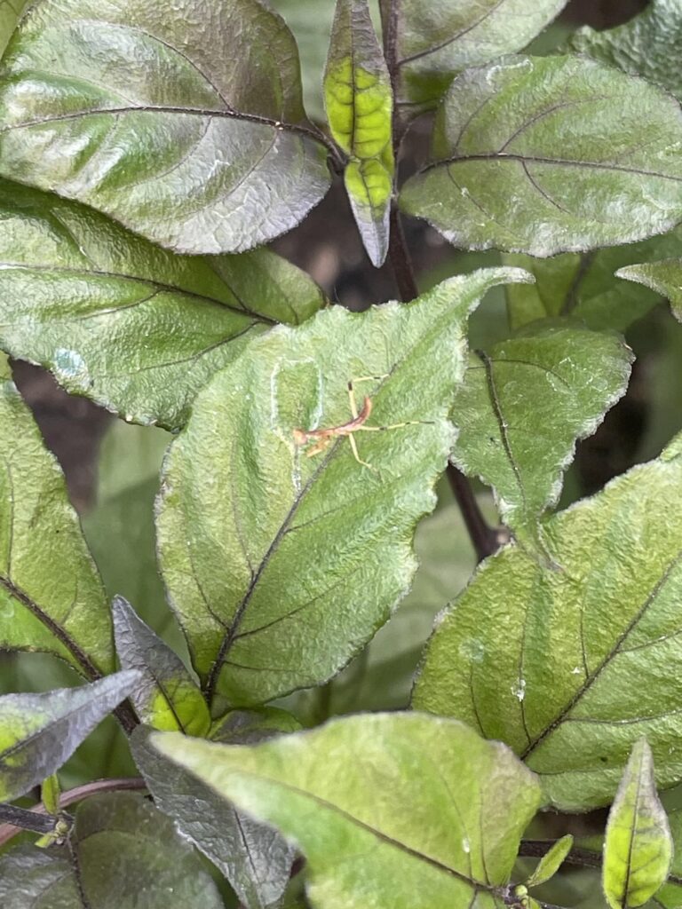The Pepper Gods have blessed me with a bunch of baby Praying Mantis!