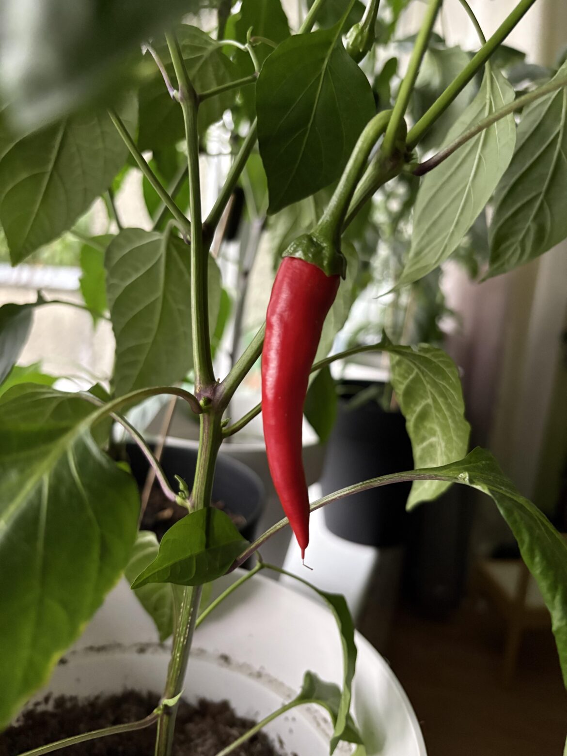 Very proud to present my first pepper