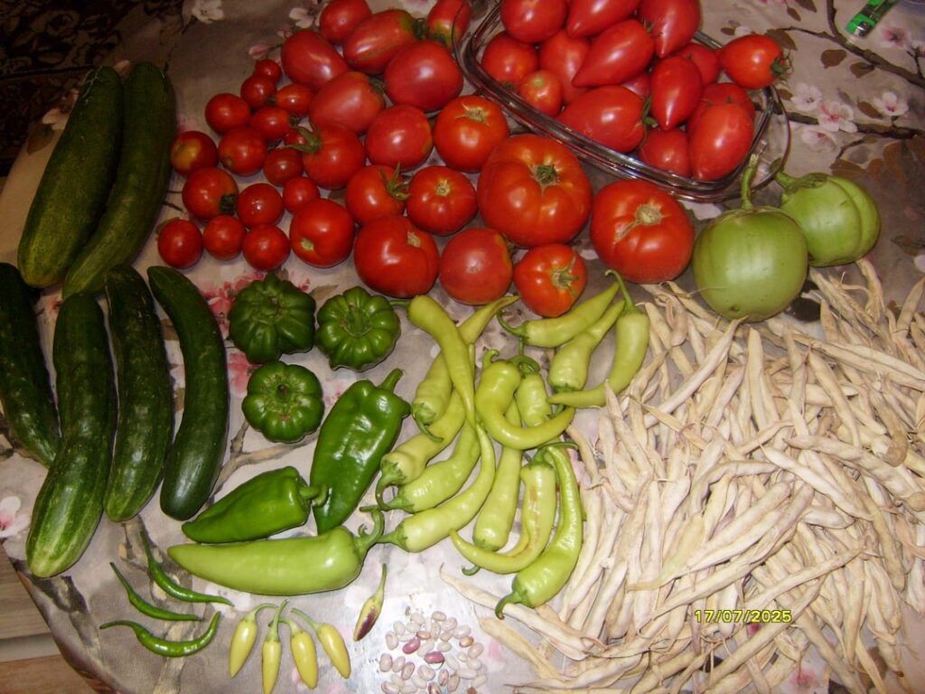 My big vegetable harvest from today. 🍅🥒🌶🍆