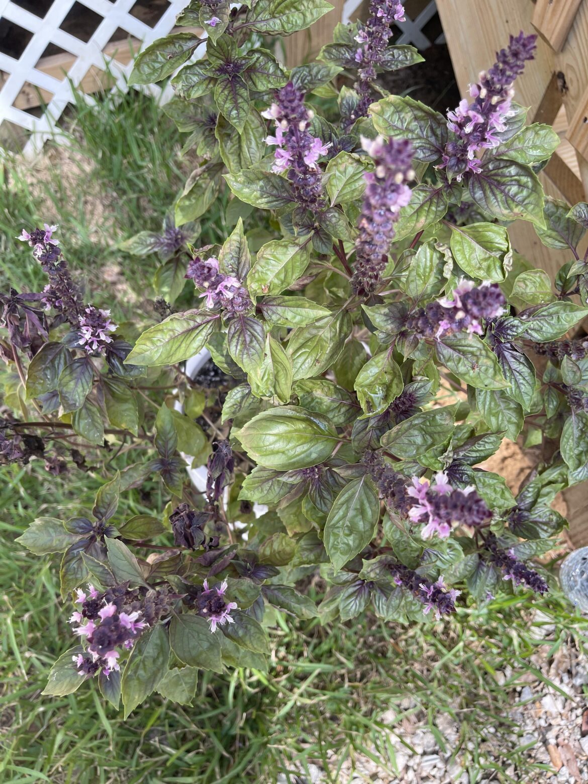 What to do with this Basil now that it flowered?