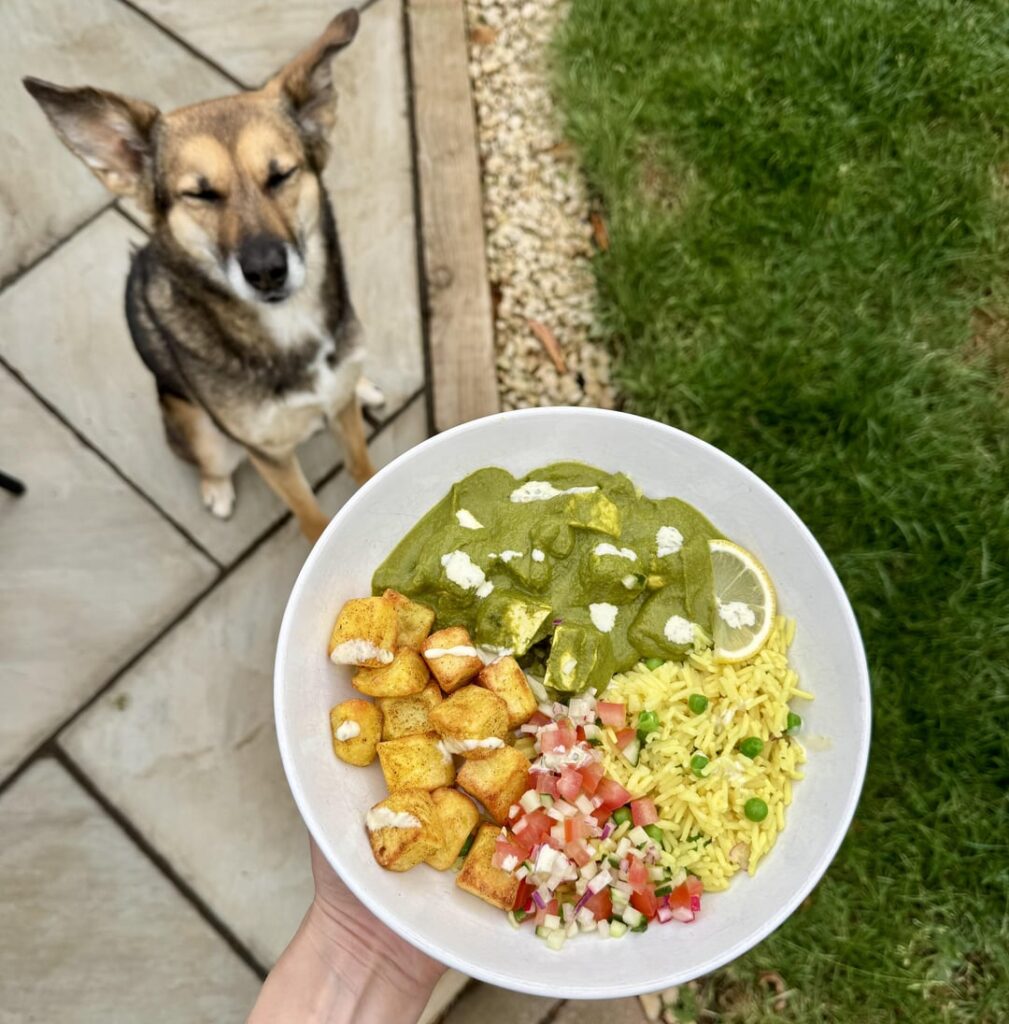 What I’ve made lately (featuring my dog in every photo)