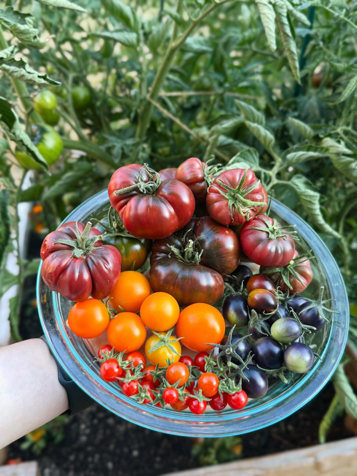 The best kind of surplus 🍅