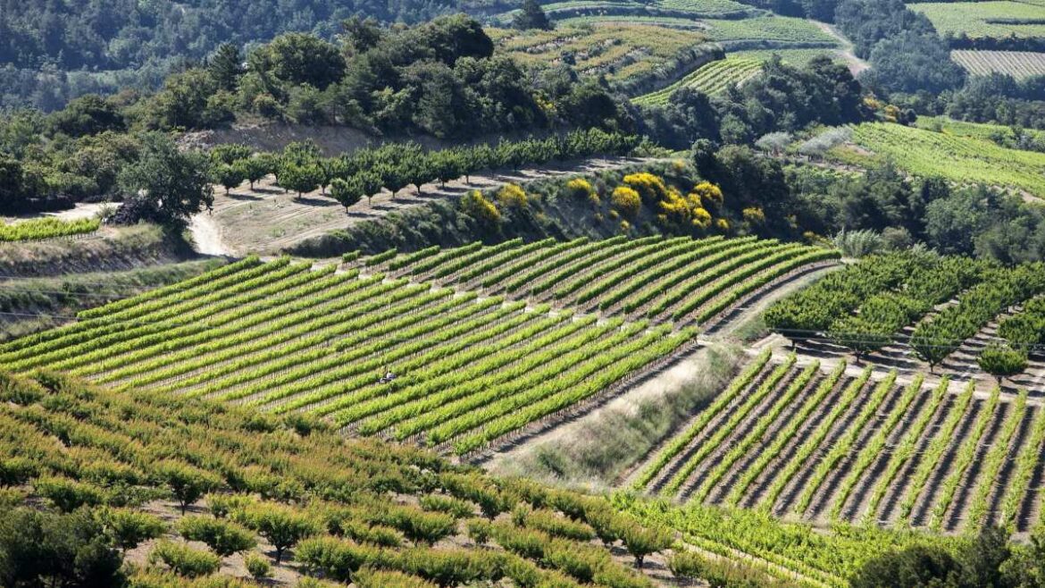 Best Côtes du Rhône wine picks and food pairings to celebrate Bastille Day – The Luxe Review Best Côtes du Rhône wine picks and food pairings to celebrate Bastille Day – The Luxe Review