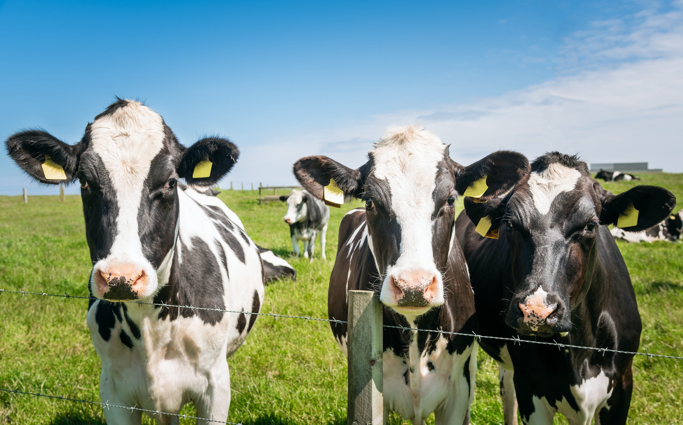 Lumpy skin disease affects cattle, not humans – but it’s British livestock that policymakers say they’re protecting