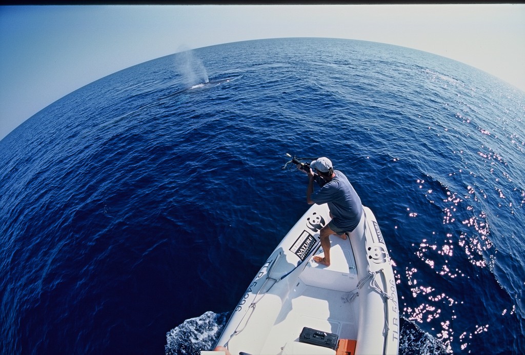 A researcher from the World Wildlife Fund in France obtaining a tissue sample from a whale in the Mediterranean Sea. Researchers detected high levels of chemical pollutants in these tissue samples. Photo by F. Bassemayousse