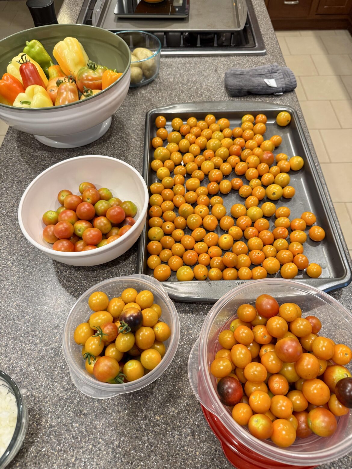 Note to self: you only need one Sungold plant next year. 😅