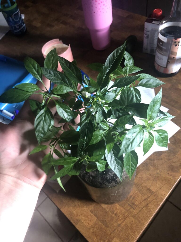 Would You believe me?