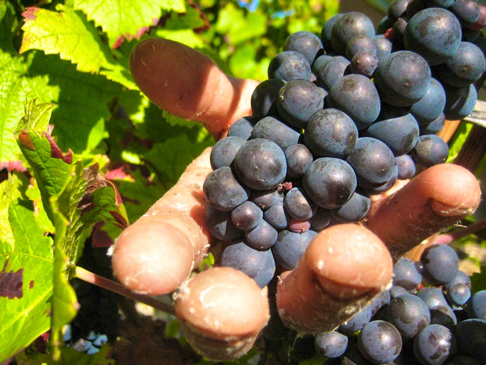 Harvest workers have been ruthlessly exploited in the Champagne wine-growing region.