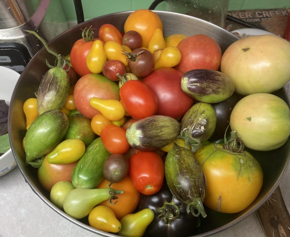 Can you ever have too many tomatoes?